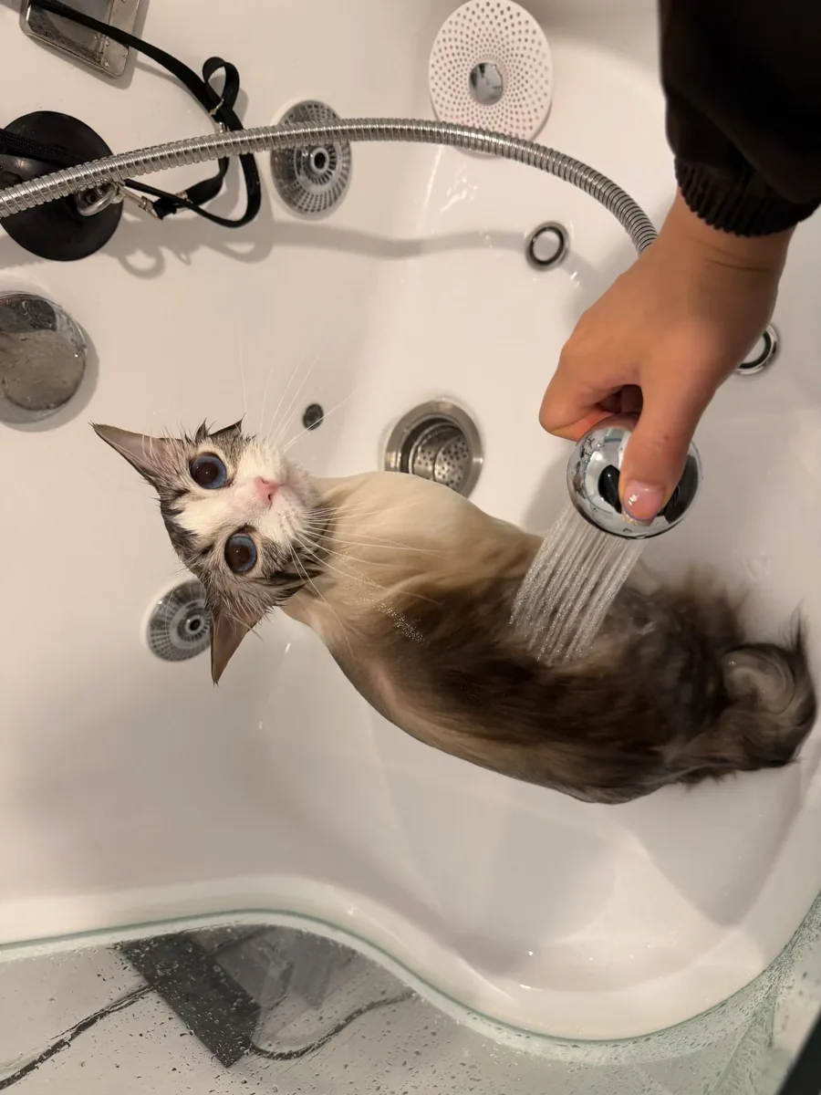 Cat being rinsed gently during a bath