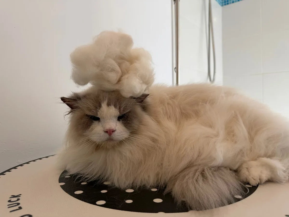Long-haired cat with loose undercoat removed during de-shedding grooming