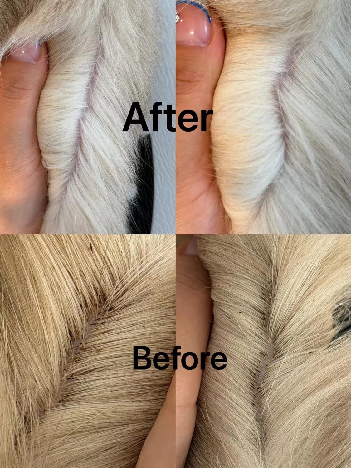 Four-panel comparison of cat coat before and after degreasing care; original photo labels retained
