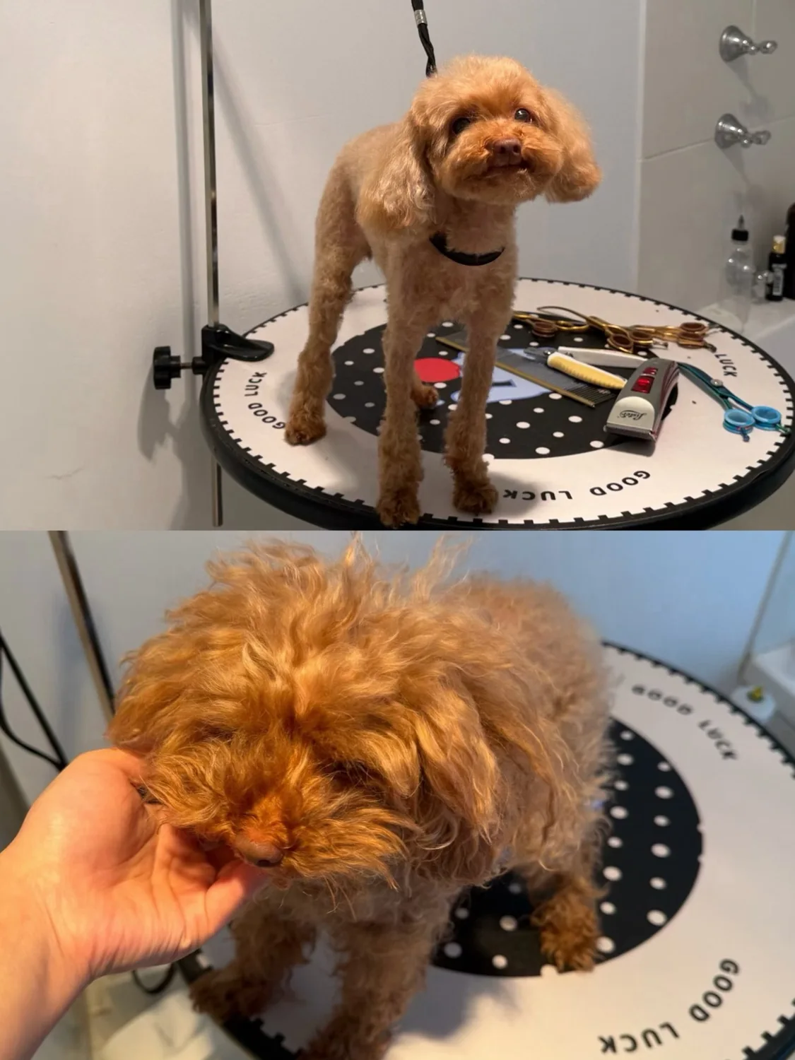 Two photos showing a small apricot dog after and before a full groom
