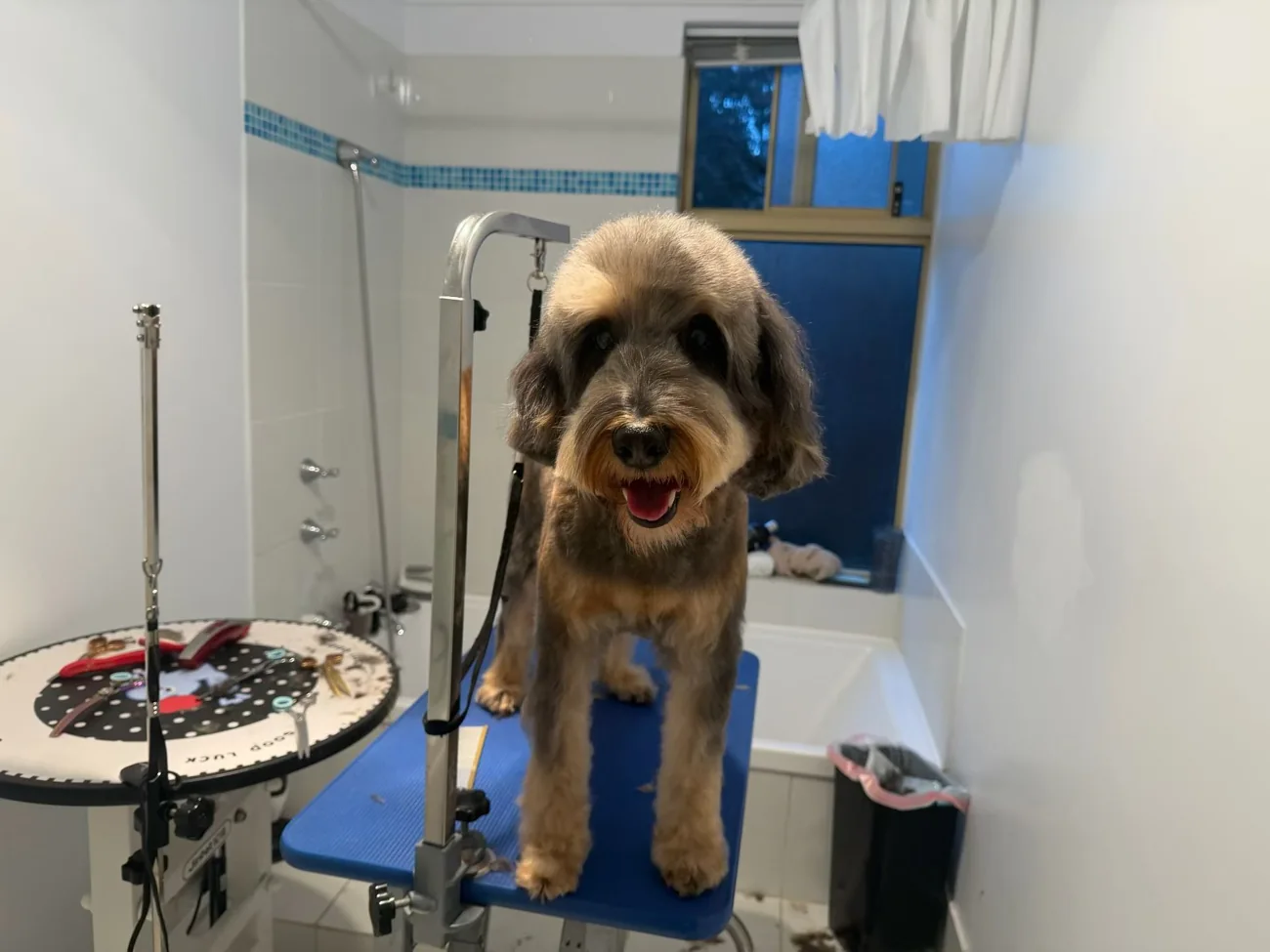 Smiling grey dog with a neat full groom standing on a grooming table