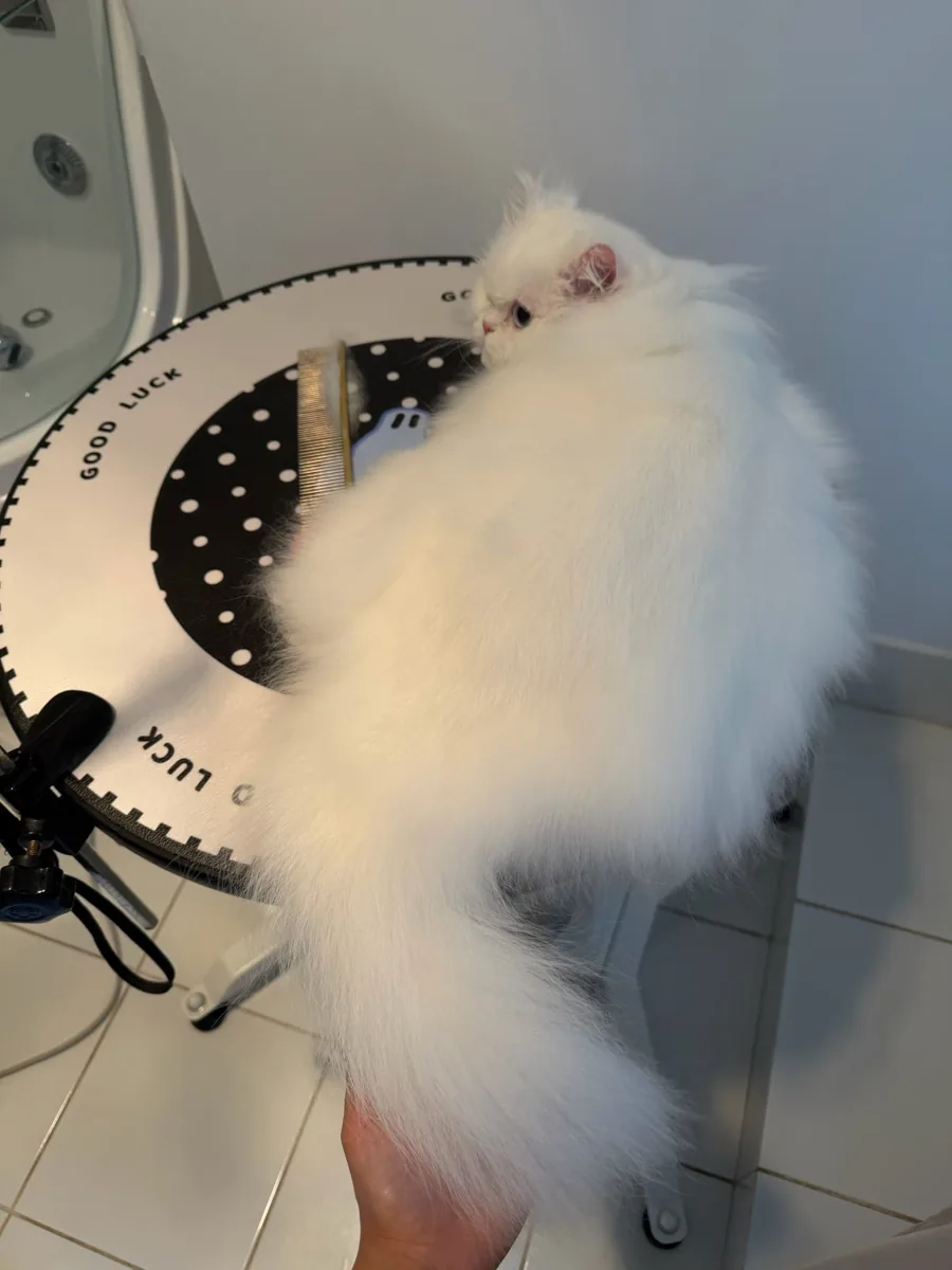 White long-haired cat with a fluffy brushed coat